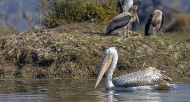 Büyük beyaz pelikanlar (Pelecanus onocrotalus) veya ormandaki pembe pelikan kuşları. Hindistan 'a kış mevsiminde pelikan göçü.
