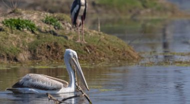 Büyük beyaz pelikanlar (Pelecanus onocrotalus) veya ormandaki pembe pelikan kuşları. Hindistan 'a kış mevsiminde pelikan göçü.