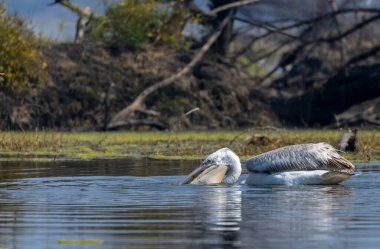 Büyük beyaz pelikanlar (Pelecanus onocrotalus) veya ormandaki pembe pelikan kuşları. Hindistan 'a kış mevsiminde pelikan göçü.