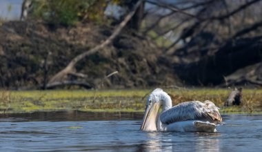 Büyük beyaz pelikanlar (Pelecanus onocrotalus) veya ormandaki pembe pelikan kuşları. Hindistan 'a kış mevsiminde pelikan göçü.