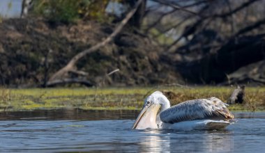 Büyük beyaz pelikanlar (Pelecanus onocrotalus) veya ormandaki pembe pelikan kuşları. Hindistan 'a kış mevsiminde pelikan göçü.