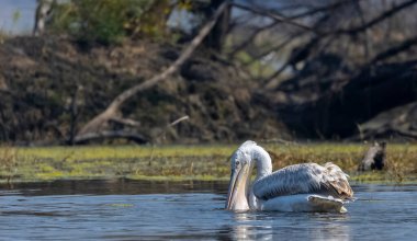 Büyük beyaz pelikanlar (Pelecanus onocrotalus) veya ormandaki pembe pelikan kuşları. Hindistan 'a kış mevsiminde pelikan göçü.