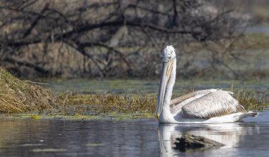 Büyük beyaz pelikanlar (Pelecanus onocrotalus) veya ormandaki pembe pelikan kuşları. Hindistan 'a kış mevsiminde pelikan göçü.