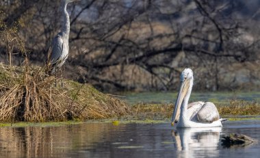 Büyük beyaz pelikanlar (Pelecanus onocrotalus) veya ormandaki pembe pelikan kuşları. Hindistan 'a kış mevsiminde pelikan göçü.