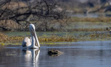 Büyük beyaz pelikanlar (Pelecanus onocrotalus) veya ormandaki pembe pelikan kuşları. Hindistan 'a kış mevsiminde pelikan göçü.