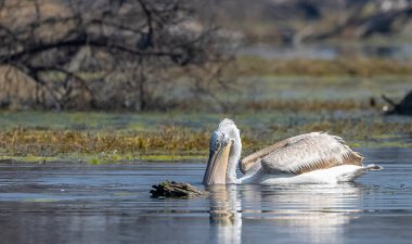 Büyük beyaz pelikanlar (Pelecanus onocrotalus) veya ormandaki pembe pelikan kuşları. Hindistan 'a kış mevsiminde pelikan göçü.