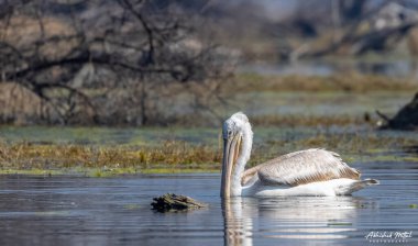 Büyük beyaz pelikanlar (Pelecanus onocrotalus) veya ormandaki pembe pelikan kuşları. Hindistan 'a kış mevsiminde pelikan göçü.
