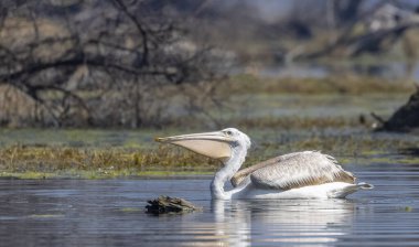 Büyük beyaz pelikanlar (Pelecanus onocrotalus) veya ormandaki pembe pelikan kuşları. Hindistan 'a kış mevsiminde pelikan göçü.