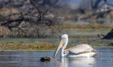 Büyük beyaz pelikanlar (Pelecanus onocrotalus) veya ormandaki pembe pelikan kuşları. Hindistan 'a kış mevsiminde pelikan göçü.