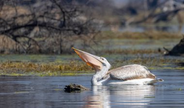 Büyük beyaz pelikanlar (Pelecanus onocrotalus) veya ormandaki pembe pelikan kuşları. Hindistan 'a kış mevsiminde pelikan göçü.