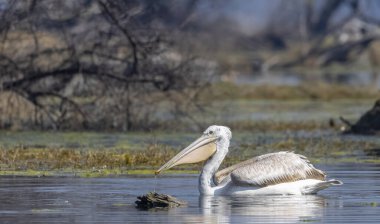 Büyük beyaz pelikanlar (Pelecanus onocrotalus) veya ormandaki pembe pelikan kuşları. Hindistan 'a kış mevsiminde pelikan göçü.