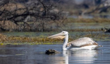 Büyük beyaz pelikanlar (Pelecanus onocrotalus) veya ormandaki pembe pelikan kuşları. Hindistan 'a kış mevsiminde pelikan göçü.