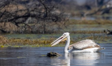 Büyük beyaz pelikanlar (Pelecanus onocrotalus) veya ormandaki pembe pelikan kuşları. Hindistan 'a kış mevsiminde pelikan göçü.