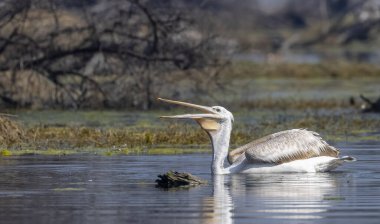 Büyük beyaz pelikanlar (Pelecanus onocrotalus) veya ormandaki pembe pelikan kuşları. Hindistan 'a kış mevsiminde pelikan göçü.