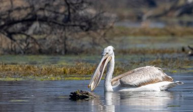 Büyük beyaz pelikanlar (Pelecanus onocrotalus) veya ormandaki pembe pelikan kuşları. Hindistan 'a kış mevsiminde pelikan göçü.