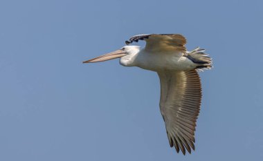 Büyük Beyaz Pelikanlar kışın gökyüzünde uçuyor