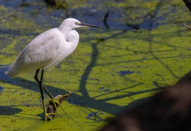 Ormanda orta balıkçıl (Ardea intermedia) kuşu.