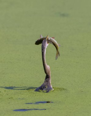 Doğulu darter (Anhinga melanogaster) ya da nehirde yılan kuşu avı.