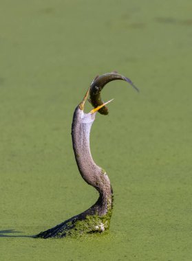 Doğulu darter (Anhinga melanogaster) ya da nehirde yılan kuşu avı.