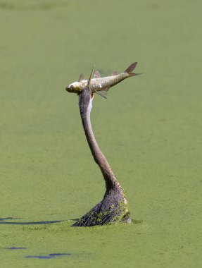 Doğulu darter (Anhinga melanogaster) ya da nehirde yılan kuşu avı.