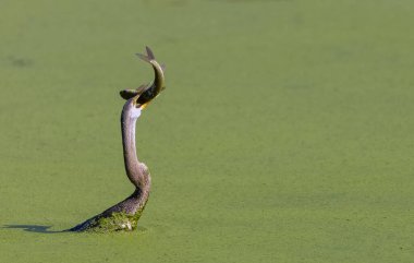 Doğulu darter (Anhinga melanogaster) ya da nehirde yılan kuşu avı.