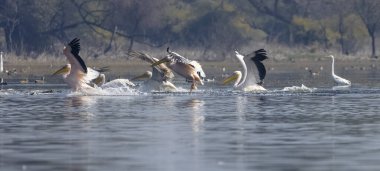 Büyük beyaz pelikanlar (Pelecanus onocrotalus) veya ormandaki pembe pelikan kuşları. Hindistan 'a kış mevsiminde pelikan göçü.