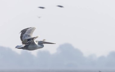 Büyük Beyaz Pelikanlar kışın gökyüzünde uçuyor