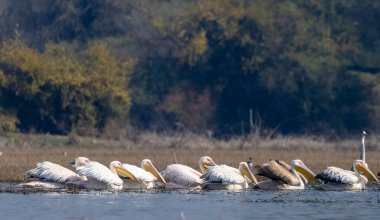 Büyük beyaz pelikanlar (Pelecanus onocrotalus) veya ormandaki pembe pelikan kuşları. Hindistan 'a kış mevsiminde pelikan göçü.