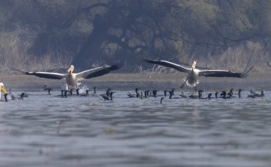 Büyük beyaz pelikanlar (Pelecanus onocrotalus) veya ormandaki pembe pelikan kuşları. Hindistan 'a kış mevsiminde pelikan göçü.