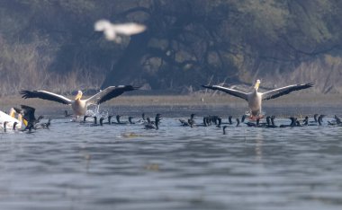 Büyük beyaz pelikanlar (Pelecanus onocrotalus) veya ormandaki pembe pelikan kuşları. Hindistan 'a kış mevsiminde pelikan göçü.