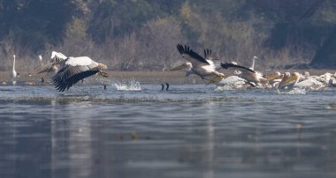 Büyük beyaz pelikanlar (Pelecanus onocrotalus) veya ormandaki pembe pelikan kuşları. Hindistan 'a kış mevsiminde pelikan göçü.