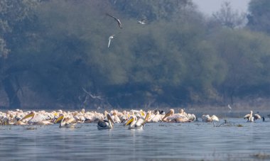 Büyük beyaz pelikanlar (Pelecanus onocrotalus) veya ormandaki pembe pelikan kuşları. Hindistan 'a kış mevsiminde pelikan göçü.