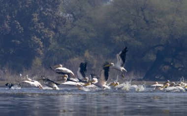 Büyük beyaz pelikanlar (Pelecanus onocrotalus) veya ormandaki pembe pelikan kuşları. Hindistan 'a kış mevsiminde pelikan göçü.