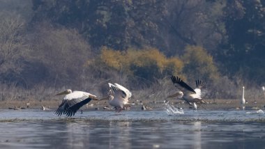 Büyük beyaz pelikanlar (Pelecanus onocrotalus) veya ormandaki pembe pelikan kuşları. Hindistan 'a kış mevsiminde pelikan göçü.
