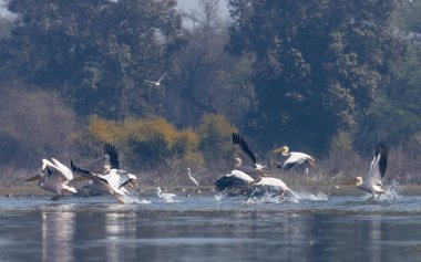 Büyük beyaz pelikanlar (Pelecanus onocrotalus) veya ormandaki pembe pelikan kuşları. Hindistan 'a kış mevsiminde pelikan göçü.