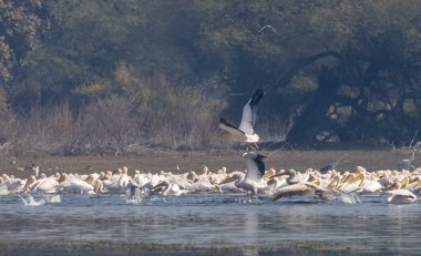 Büyük beyaz pelikanlar (Pelecanus onocrotalus) veya ormandaki pembe pelikan kuşları. Hindistan 'a kış mevsiminde pelikan göçü.
