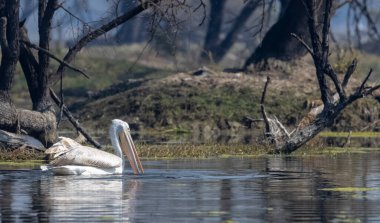 Büyük beyaz pelikanlar (Pelecanus onocrotalus) veya ormandaki pembe pelikan kuşları. Hindistan 'a kış mevsiminde pelikan göçü.