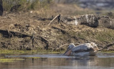 Büyük beyaz pelikanlar (Pelecanus onocrotalus) veya ormandaki pembe pelikan kuşları. Hindistan 'a kış mevsiminde pelikan göçü.