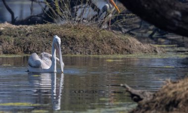 Büyük beyaz pelikanlar (Pelecanus onocrotalus) veya ormandaki pembe pelikan kuşları. Hindistan 'a kış mevsiminde pelikan göçü.