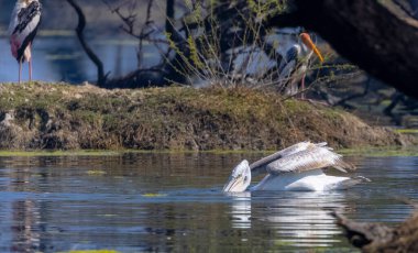 Büyük beyaz pelikanlar (Pelecanus onocrotalus) veya ormandaki pembe pelikan kuşları. Hindistan 'a kış mevsiminde pelikan göçü.