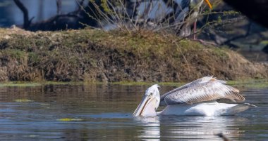 Büyük beyaz pelikanlar (Pelecanus onocrotalus) veya ormandaki pembe pelikan kuşları. Hindistan 'a kış mevsiminde pelikan göçü.