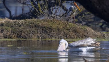 Büyük beyaz pelikanlar (Pelecanus onocrotalus) veya ormandaki pembe pelikan kuşları. Hindistan 'a kış mevsiminde pelikan göçü.
