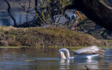 Büyük beyaz pelikanlar (Pelecanus onocrotalus) veya ormandaki pembe pelikan kuşları. Hindistan 'a kış mevsiminde pelikan göçü.