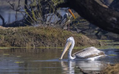 Büyük beyaz pelikanlar (Pelecanus onocrotalus) veya ormandaki pembe pelikan kuşları. Hindistan 'a kış mevsiminde pelikan göçü.