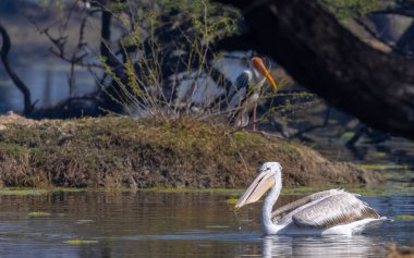 Büyük beyaz pelikanlar (Pelecanus onocrotalus) veya ormandaki pembe pelikan kuşları. Hindistan 'a kış mevsiminde pelikan göçü.