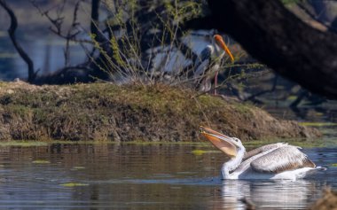 Büyük beyaz pelikanlar (Pelecanus onocrotalus) veya ormandaki pembe pelikan kuşları. Hindistan 'a kış mevsiminde pelikan göçü.