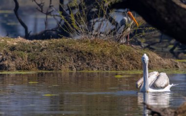 Büyük beyaz pelikanlar (Pelecanus onocrotalus) veya ormandaki pembe pelikan kuşları. Hindistan 'a kış mevsiminde pelikan göçü.