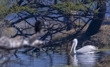 Büyük beyaz pelikanlar (Pelecanus onocrotalus) veya ormandaki pembe pelikan kuşları. Hindistan 'a kış mevsiminde pelikan göçü.