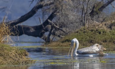 Büyük beyaz pelikanlar (Pelecanus onocrotalus) veya ormandaki pembe pelikan kuşları. Hindistan 'a kış mevsiminde pelikan göçü.
