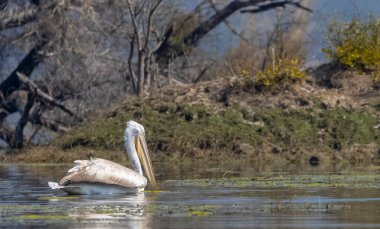 Büyük beyaz pelikanlar (Pelecanus onocrotalus) veya ormandaki pembe pelikan kuşları. Hindistan 'a kış mevsiminde pelikan göçü.